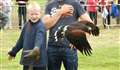 The Harris hawk is set free.