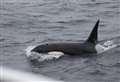 Killer whale fans hoping for more close encounters as Orca Watch returns to Caithness