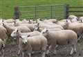 Strong entries ahead of Caithness three-day sheep fair at Quoybrae