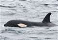 Orca Watch organisers 'ecstatic' about Caithness, Orkney and Shetland sightings