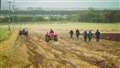 Some of the last competitors finish up at the Caithness Vintage Tractor and Machinery Club annual ploughing match at West Greenland farm on Saturday. Picture: DGS