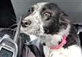 Wick dog recovered in Perth area after routine police check 