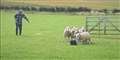 The moment the gimmer head-butted Tib. Picture: Carol Mellin