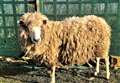 Blind sheep finds her forever home at Puffin Croft and will be guided by the sound of bells 