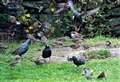 RSPB Big Garden Birdwatch 2022 – A golden year for Scottish finches