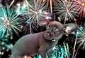 Firework fear: experts urge pet owners to start preparing their furry friends for New Year’s Eve