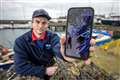 Rare blue lobster catch in Belfast Lough ‘two million to one shot’, says skipper