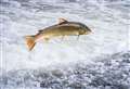 Legal threat to force anglers to return all rod-caught salmon in Scottish rivers