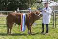 Caithness County Show: Cross Limousin heifer from Dunbeath is supreme cattle champion