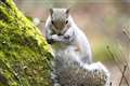 MP: Grey squirrels are Hamas of squirrel world