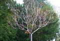 Thurso baby loss tree plan gets go ahead by Highland Council 