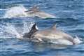 England’s only bottlenose dolphin pod at risk of extinction, says study