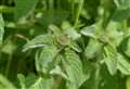 Joanne Howdle: Diversity of ways to use refreshing mint botanical