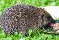 WATCH: Sick hedgehog turns up at Wick hospital