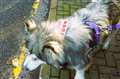 A dog at the event was wearing a poppy scarf. Picture: DGS