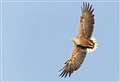 Call for more timely help for farmers hit by sea eagle attacks