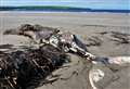 Humpback whale carcass being removed from Thurso beach