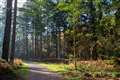 Woodlands, wetlands and tiny forests secure share of £40m government nature fund