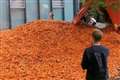 29 tonnes of carrots dumped outside London university for art installation