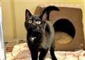 Pet of the Week – Alice is a friendly kitten who seeks a new home 