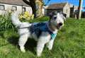 Pet of the week – can you give Scottie a new home?