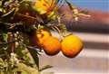 JOANNE HOWDLE: Sweet orange travelled the globe from origin in China