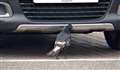 The carrion crow has a right carry on as he flits from one car to another picking splattered flies from the grills and bumpers