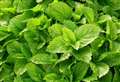 Joanne Howdle: Lemon Balm has many parts to play in food and drink
