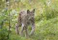 Hundreds of lynx could roam wild in the Highlands, say charities at parliament