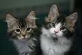 Cats alleviate stress and loneliness, survey finds