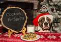 Scottish SPCA urges pet owners to keep animals safe this Christmas