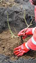 Another new rose is planted. Picture: DGS