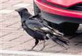 Wick car park feast for curious crow