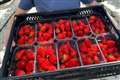 Sunshine helps grow first commercial batch of strawberries to go on sale