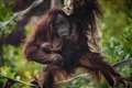 ‘Wonderful surprise’: Orangutan born at zoo after negative pregnancy test