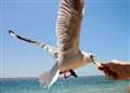 Don’t feed the seagulls, people in Caithness told