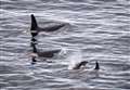 Orca Watch returns to Caithness and north Sutherland for 10th anniversary year