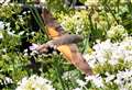 WATCH: Is it a bird? Is it a plane? No, it's a hummingbird hawk-moth – a rare visitor to the UK seen in a Thurso garden (VIDEO AND PICTURES)