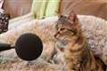 British cat breaks Guinness World Record for loudest purr