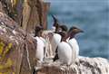 Concerns over seabird deaths on north coast – but bird flu not likely to be the cause