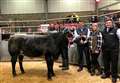 Bullenie heifer comes out on top at anniversary show
