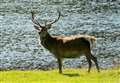 Venison expansion possible as views are sought on deer management