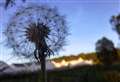 Sounds and smells of nature across the Highlands can lift the spirit