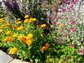 One of the raised beds in the memorial garden. Picture: Alan Hendry