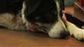 Collie dog Riley comes into the surgery for investigation. Picture: Daisybeck Studios / 5Select / MCG