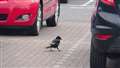 Off he goes in search of another tasty morsel courtesy of the visiting motorists. His condition may lead to the bird being a social outcast.