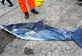 PICTURES: Deflated dolphin in sea rescue at Thurso beach