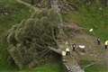 Two more arrests made over felling of world-famous Sycamore Gap tree