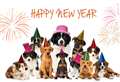 Keep dogs safe and happy on Hogmanay 