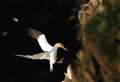 Measures put in place to reduce risk of avian flu for seabird colonies 